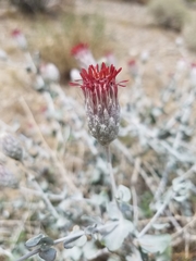Brickellia incana