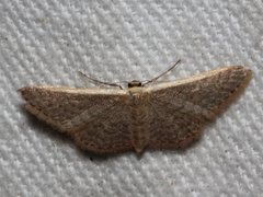 Idaea costaria