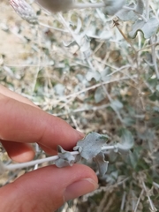 Brickellia incana