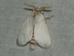 Trichiocercus sparshalli