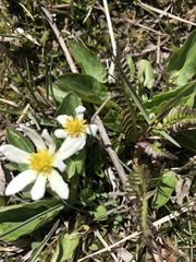 Caltha chionophila