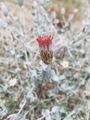 Brickellia incana