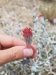 Brickellia incana