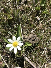 Caltha chionophila
