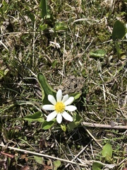 Caltha chionophila