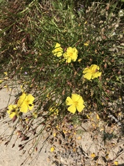 Crocanthemum aldersonii