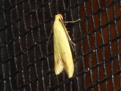 Aeolothapsa malacella