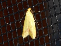 Aeolothapsa malacella