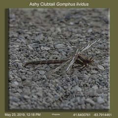 Phanogomphus lividus