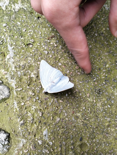 Helcyra subalba