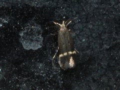 Aproaerema simplexella