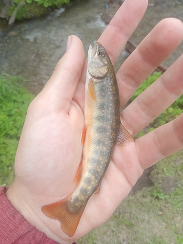 Asian Dolly Varden