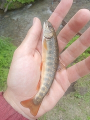 Asian Dolly Varden photo 3