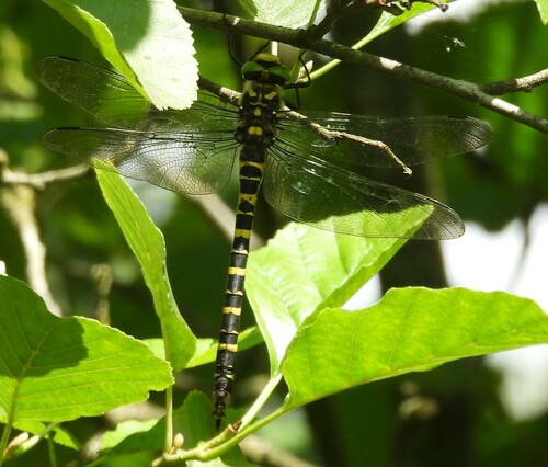 Golden-ringed Dragonfly, Netherlands, photo 9 of 10