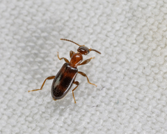 Vacusus vicinus