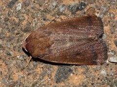 Proteuxoa porphyrescens