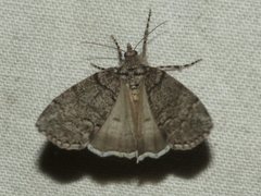 Smyriodes trigramma