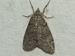 Smyriodes trigramma