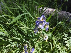 Polemonium occidentale