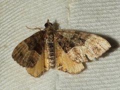 Chrysolarentia lucidulata