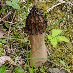 Morchellaceae