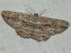 Scioglyptis chionomera