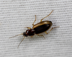 Agonum pallipes