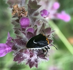 Cosmopepla conspicillaris