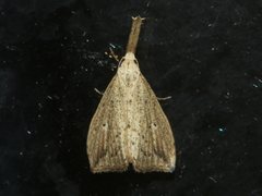 Trigonistis demonias