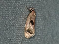 Acanthodela erythrosema