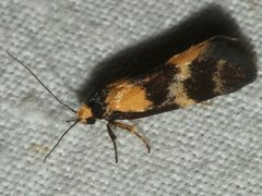 Cosmaresta archedora