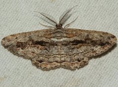 Scioglyptis chionomera