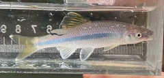 Ocmulgee Shiner photo 1