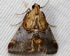 Cacozelia basiochrealis