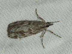 Scoparia emmetropis