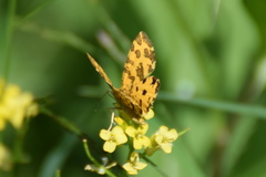 Pseudopanthera macularia
