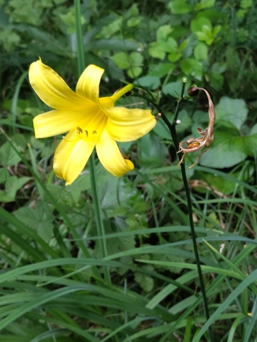 Hemerocallis lilioasphodelus