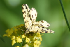 Pseudopanthera macularia