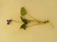 Viola nephrophylla arizonica