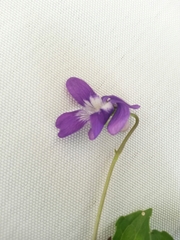 Viola nephrophylla arizonica