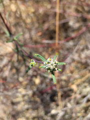Calycadenia truncata