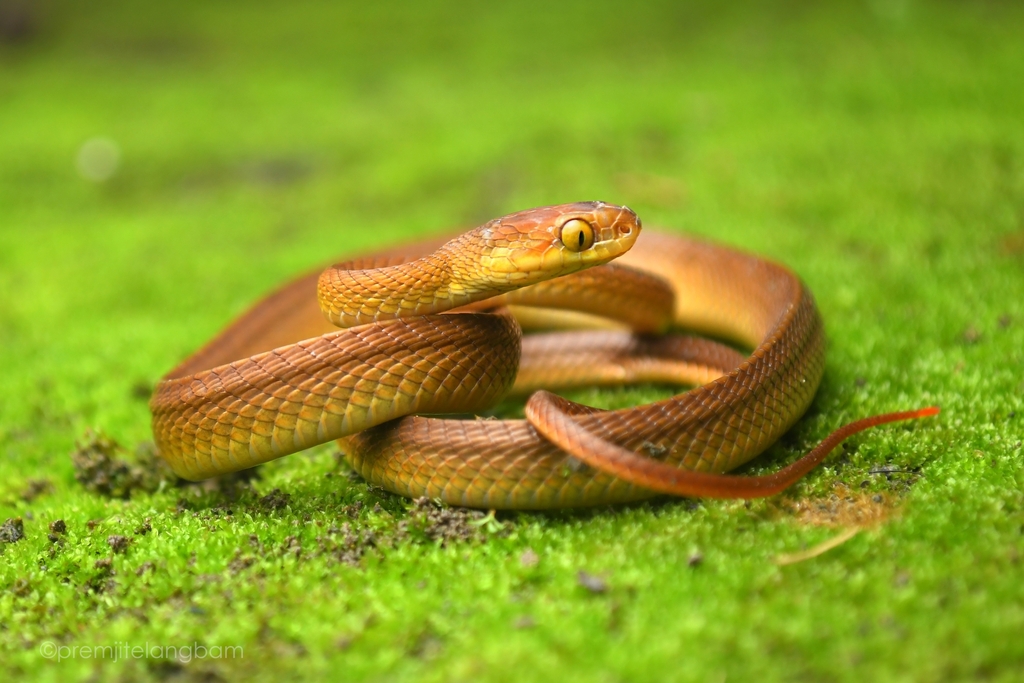 Tawny Asian Cat Snake from Toubul, Manipur, India on June 22, 2024 at ...