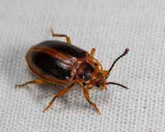 Epipocus cinctus