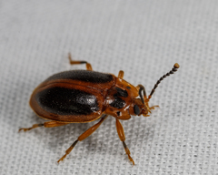 Epipocus cinctus