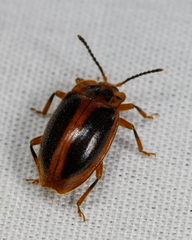 Epipocus cinctus