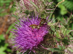 Trichiotinus piger