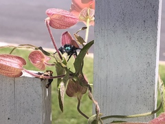 Phidippus audax
