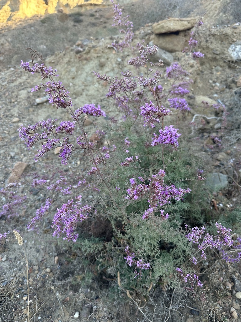 Pruinosa