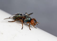 Senopterina caerulescens