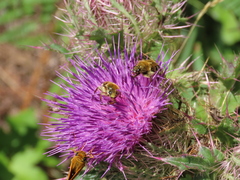 Trichiotinus piger